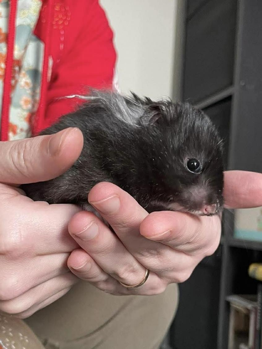 Enlarge Baby Boy Bobby, an adopted Hamster in Springfield, OR image 1/4