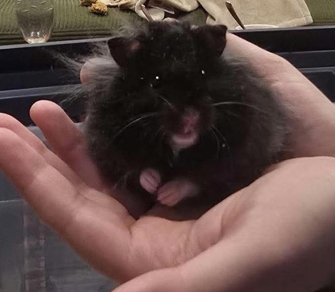 Enlarge Baby Boy Bobby, an adopted Hamster in Springfield, OR image 3/4