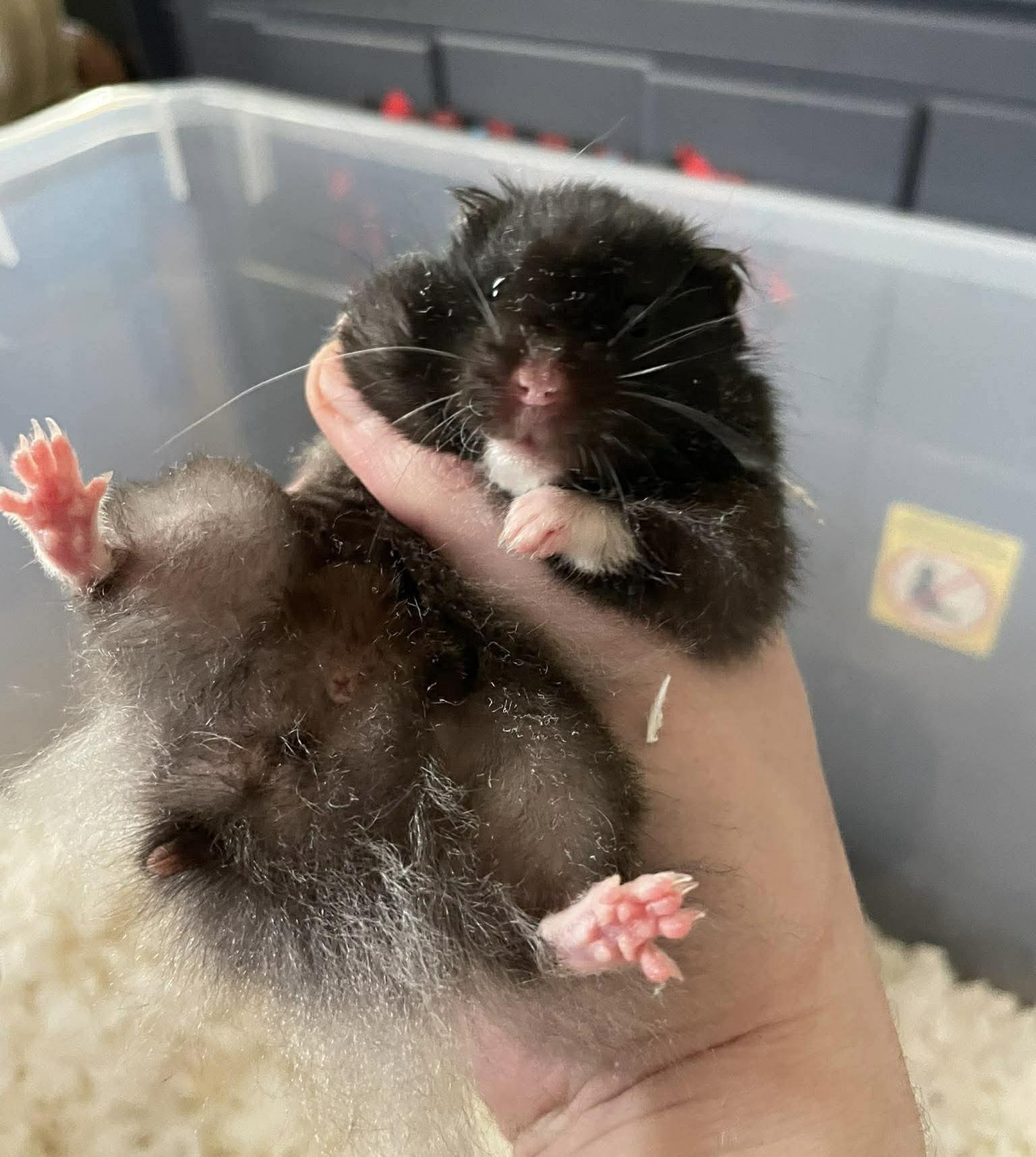 Enlarge Baby Boy Bobby, an adopted Hamster in Springfield, OR image 2/4