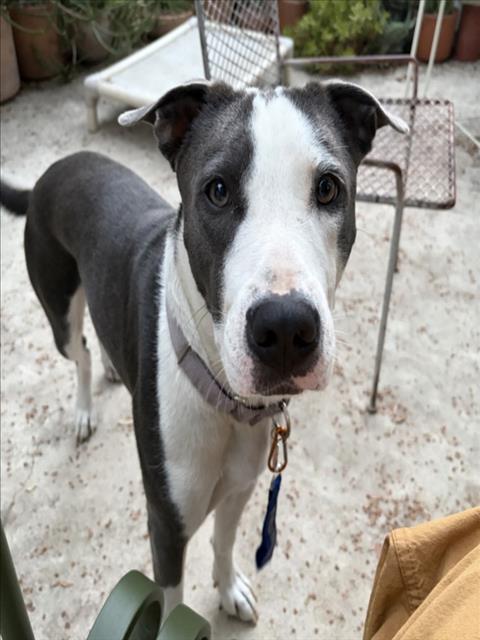 TWEEDY, Adoptable, Young Male Pit Bull Terrier.