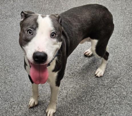 Enlarge TWEEDY, a Adoptable Pit Bull Terrier in Los Angeles, CA image 1/1