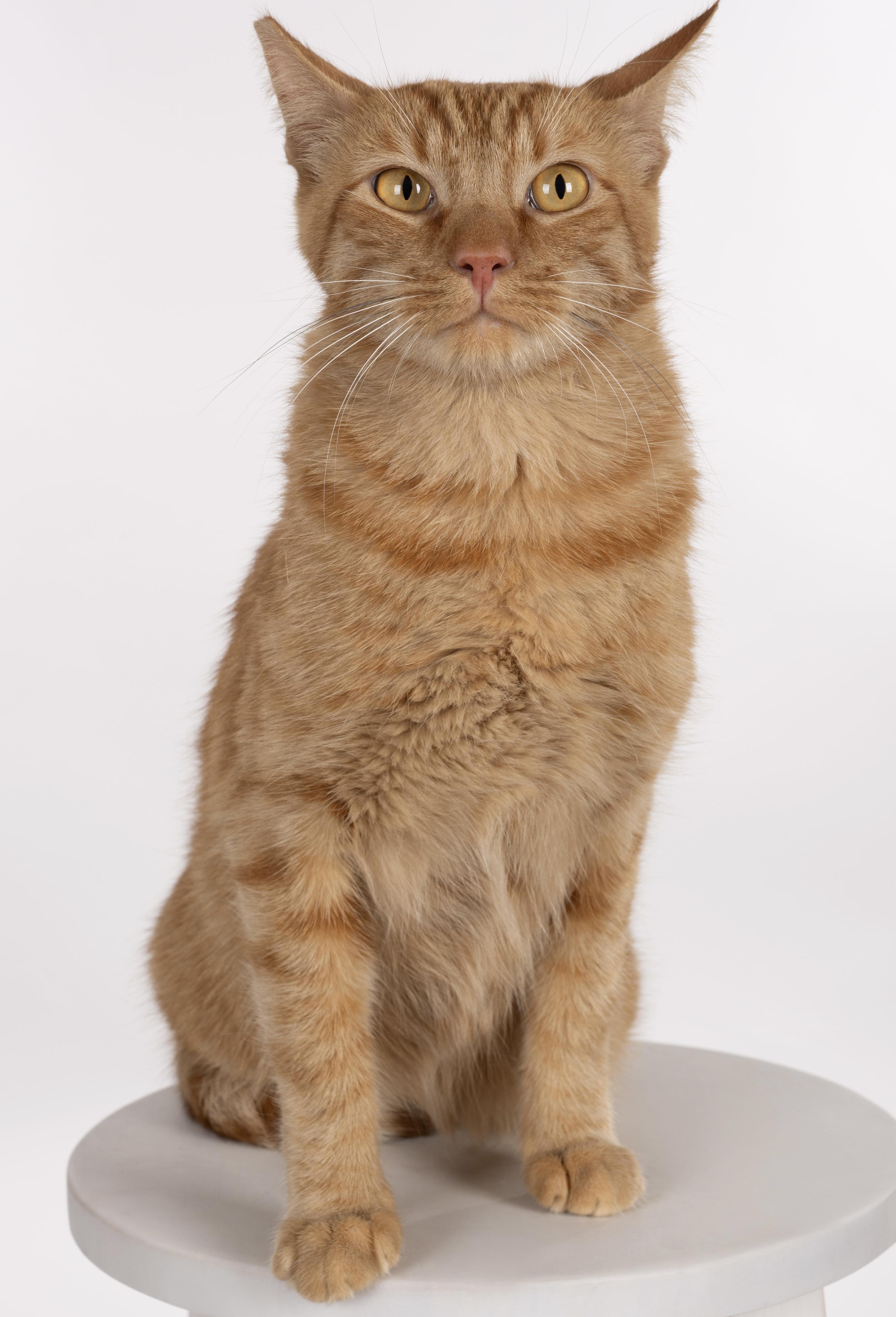 Enlarge Chester, a Adopted Tabby in Monterey Park, CA image 2/2