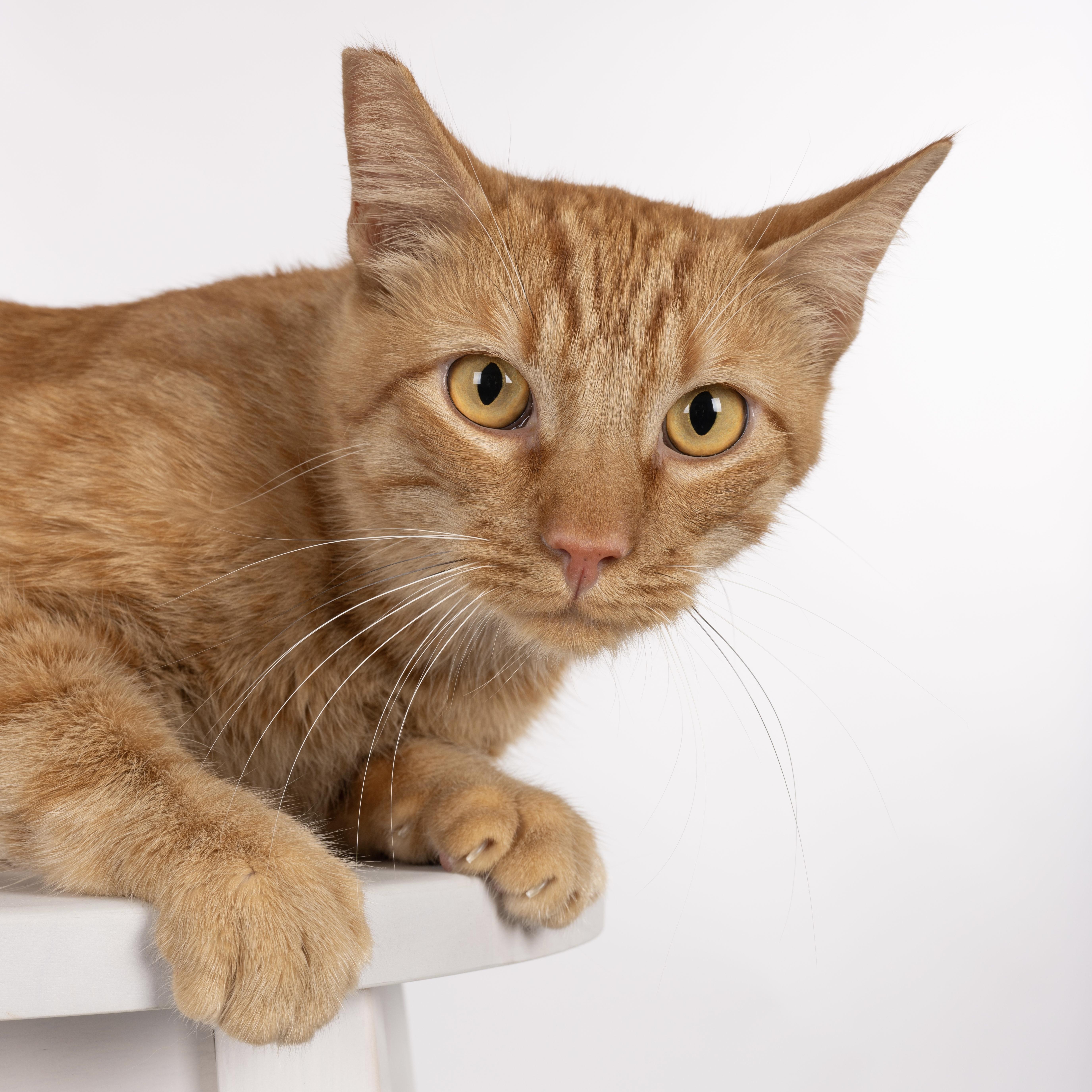 Enlarge Chester, a Adopted Tabby in Monterey Park, CA image 1/2