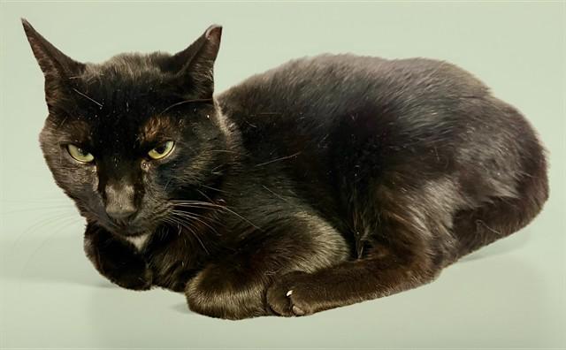 GABBY GABBY, Adoptable, Young Female Domestic Short Hair.