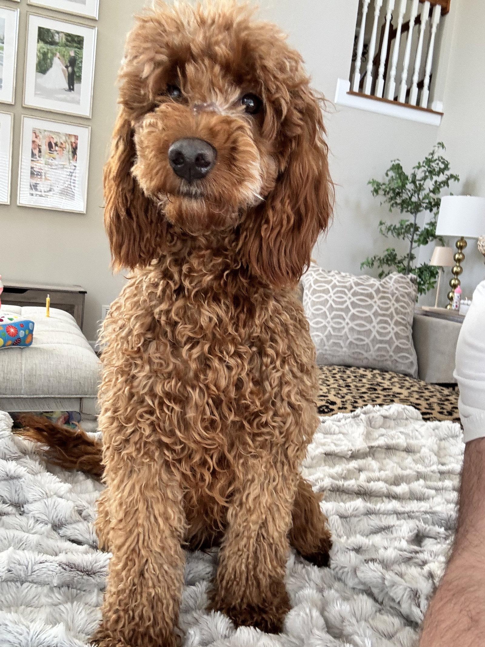 Enlarge George, a Adopted Poodle in Ashville, OH image 1/3