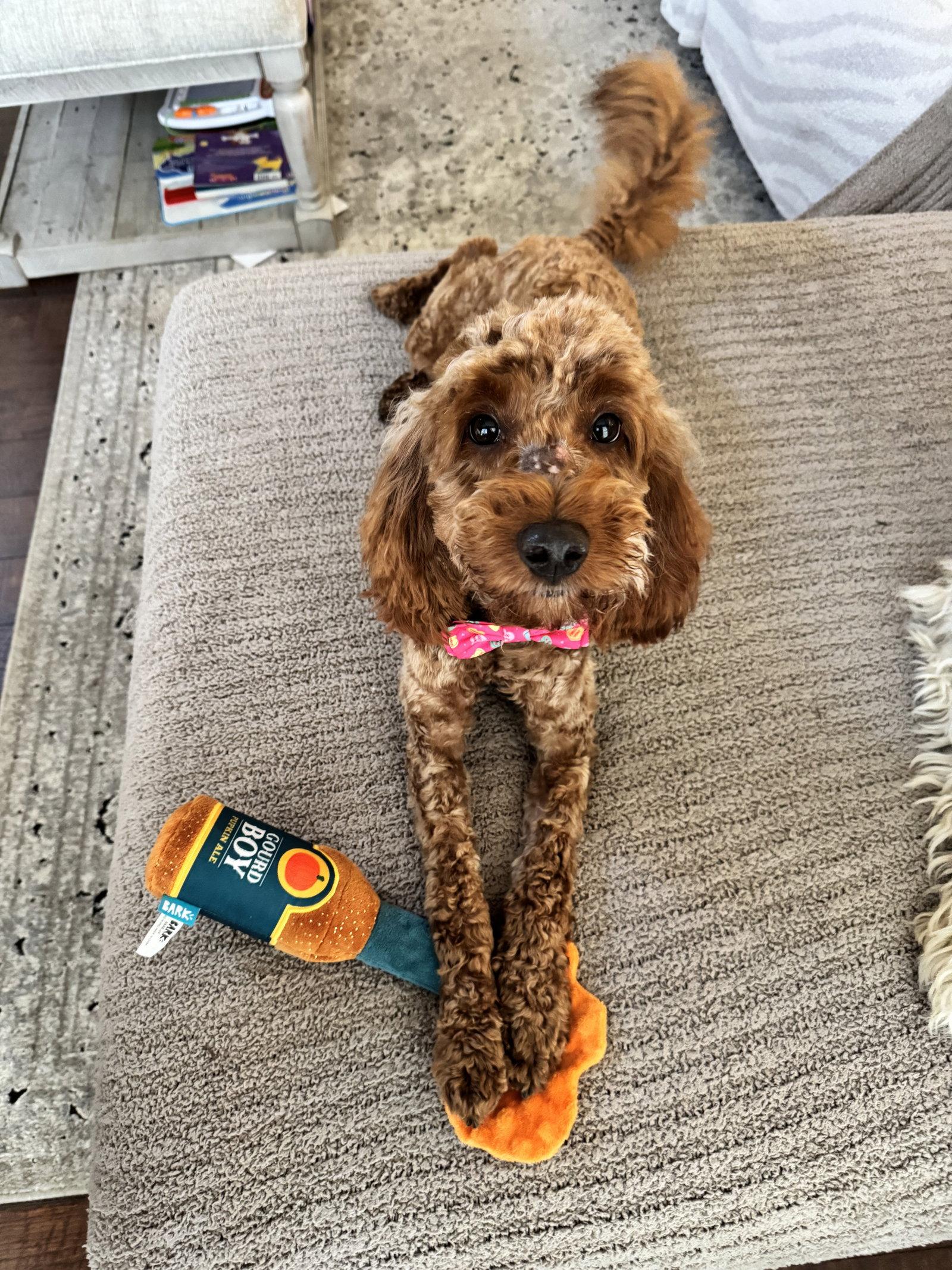 Enlarge George, a Adopted Poodle in Ashville, OH image 2/3