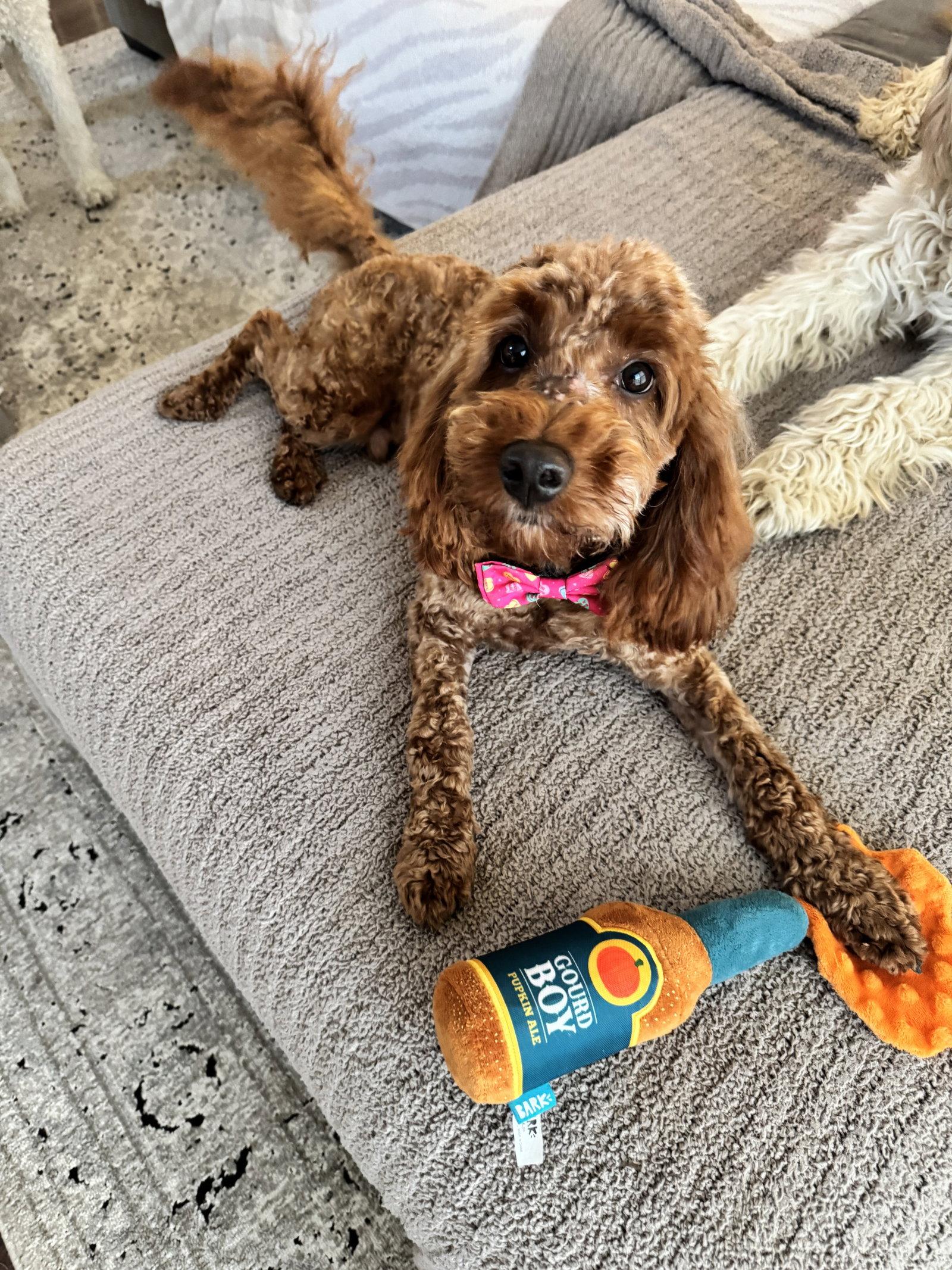 Enlarge George, a Adopted Poodle in Ashville, OH image 3/3