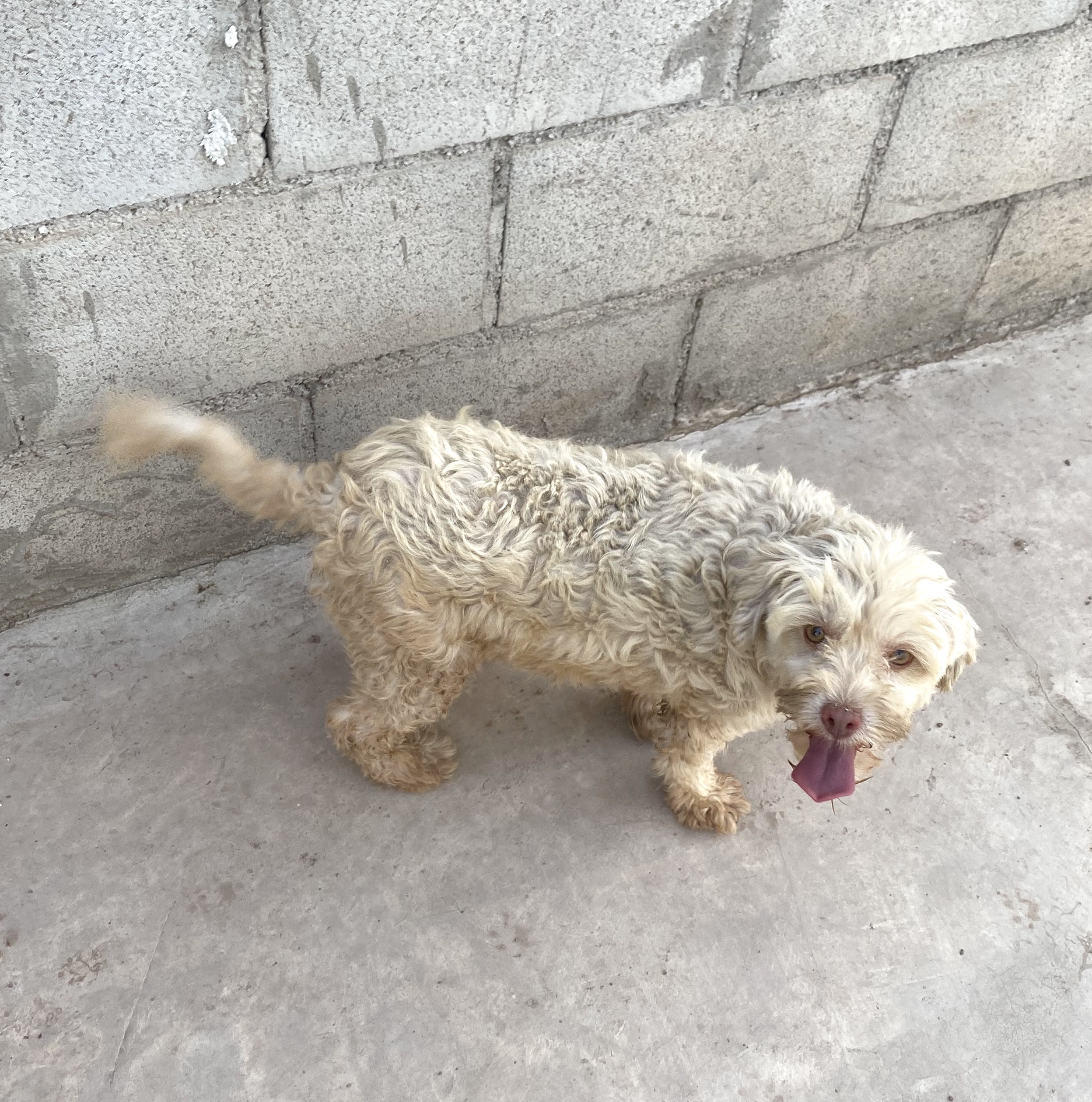 Bellota (2), Adopted, Adult Female Bichon Frise.