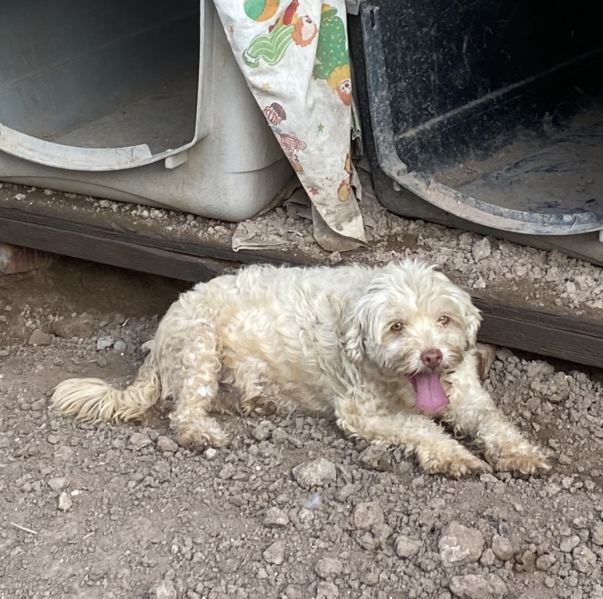 Bellota (2), a Adopted mixed breed in Mexicali, BCN image 2/6