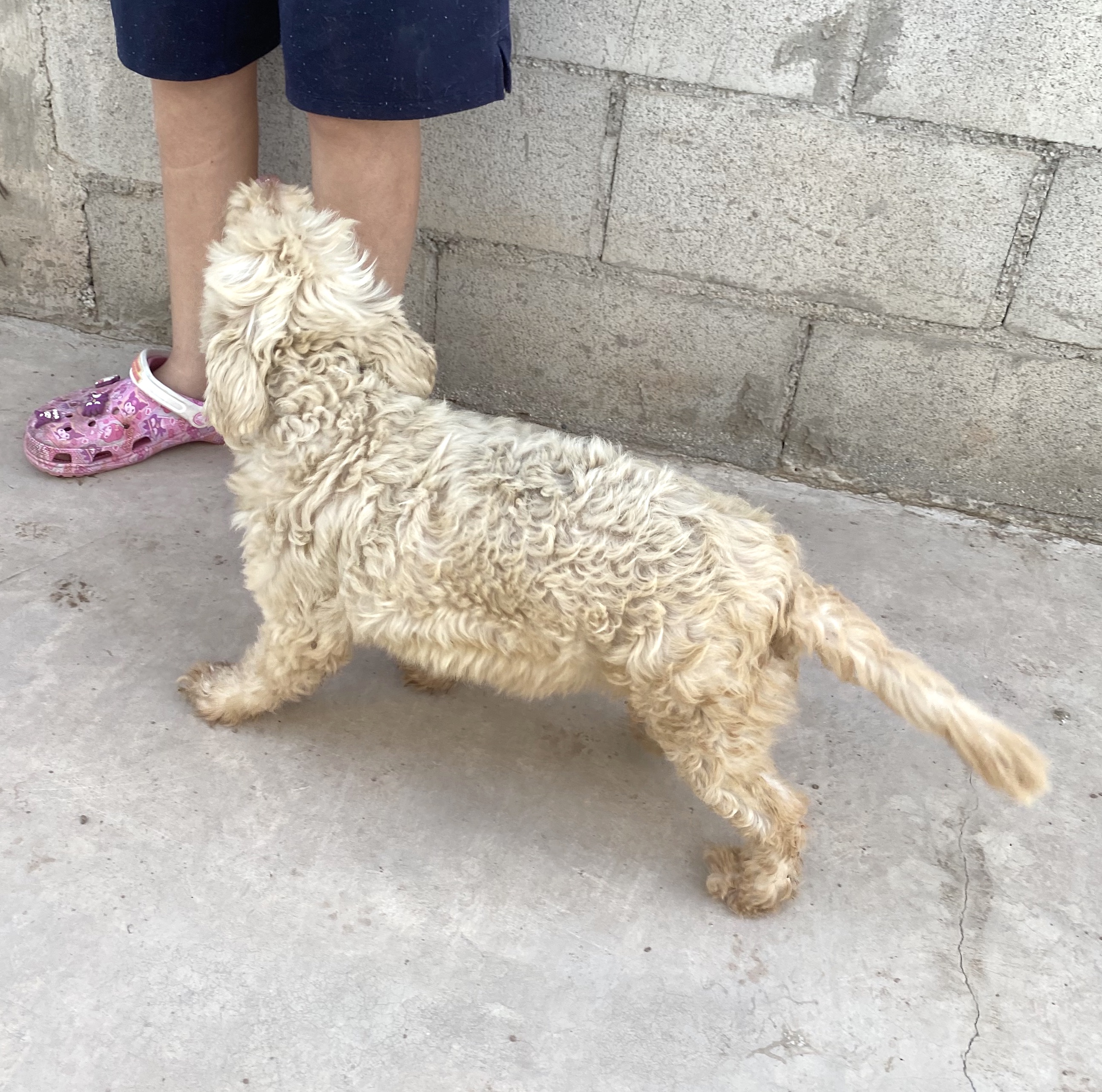 Bellota (2), a Adopted mixed breed in Mexicali, BCN image 5/6