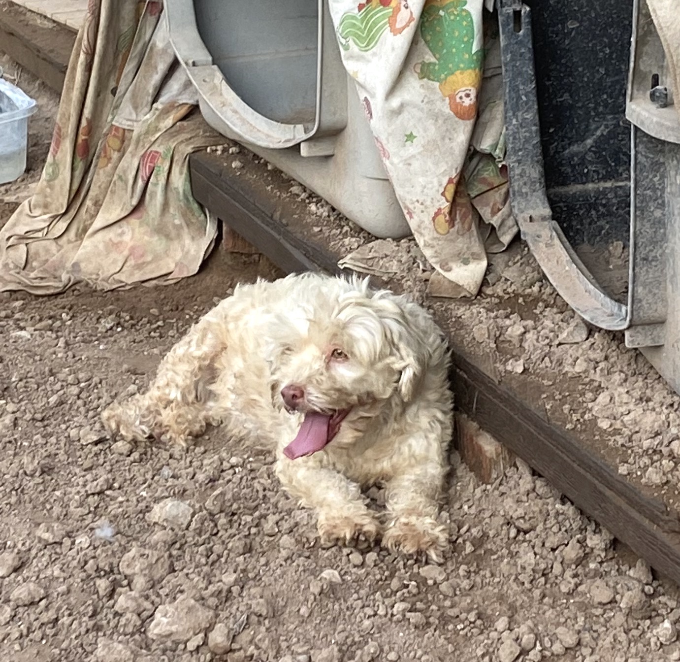 Bellota (2), a Adopted mixed breed in Mexicali, BCN image 4/6