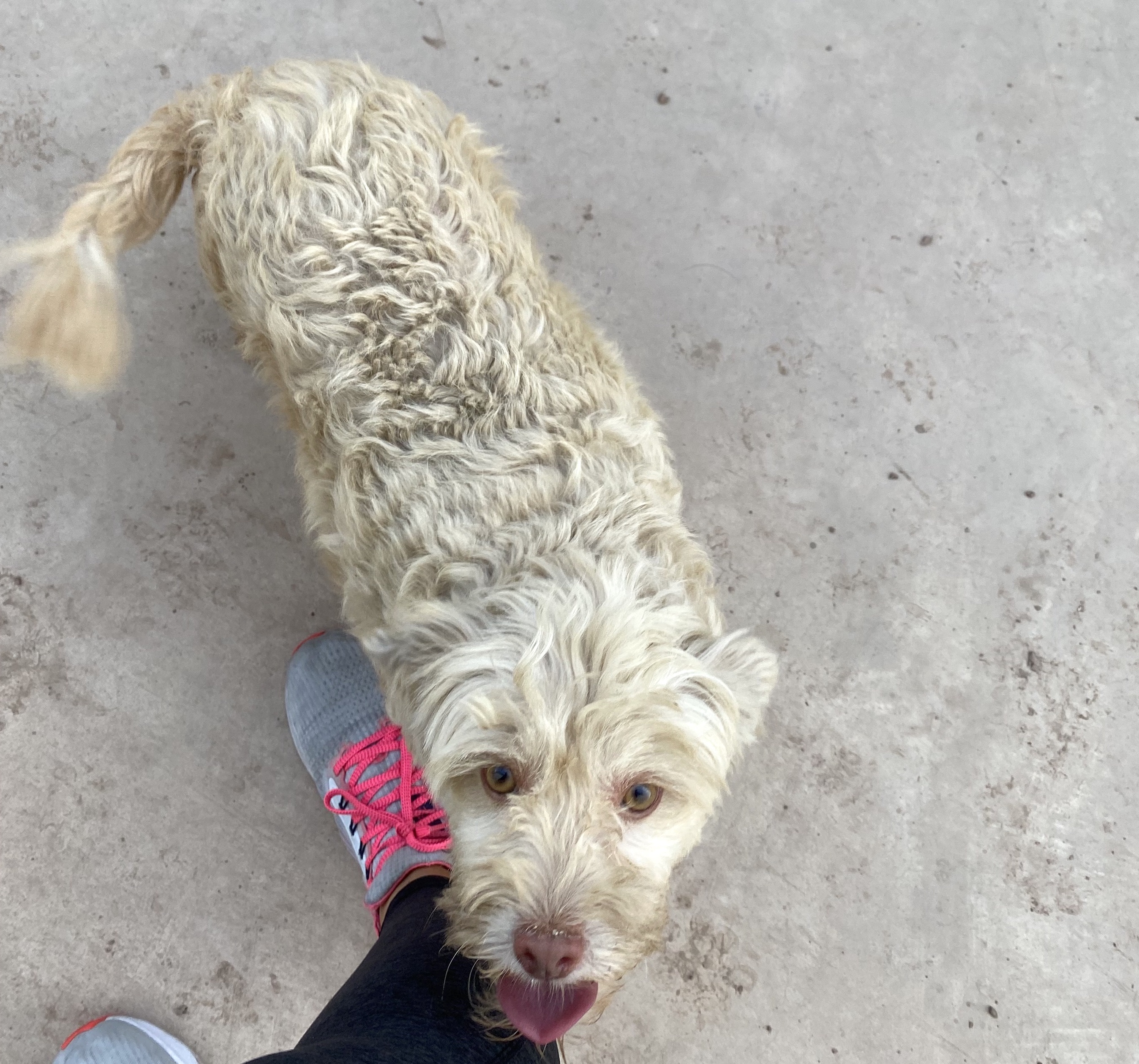 Bellota (2), a Adopted mixed breed in Mexicali, BCN image 3/6