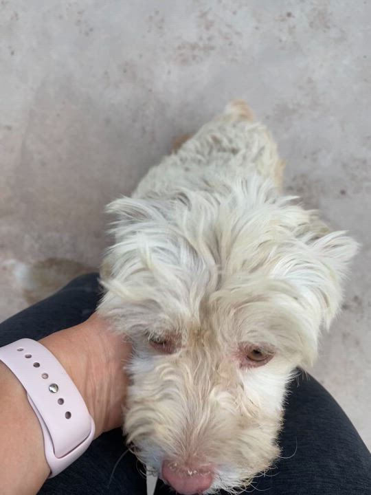 Enlarge Bellota (2), a Adopted mixed breed in Mexicali, BCN video 6/6