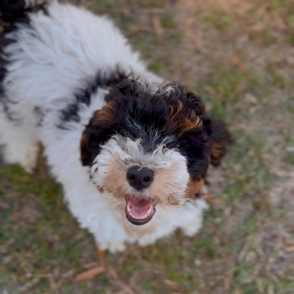 Enlarge Shaun, a Adoptable mixed breed in Durham, NC image 1/4