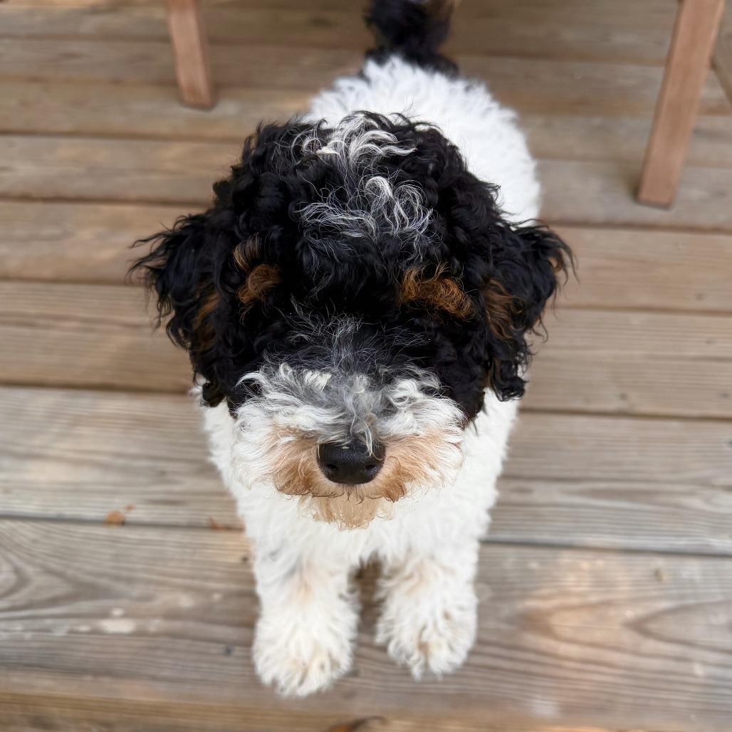 Enlarge Shaun, a Adoptable mixed breed in Durham, NC image 4/4