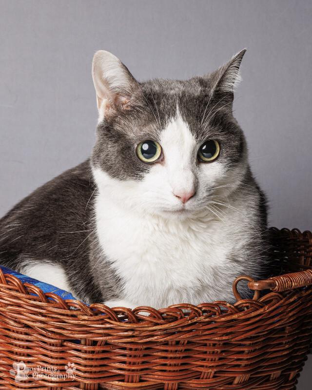 Dallas, Adoptable, Adult Male Domestic Short Hair.