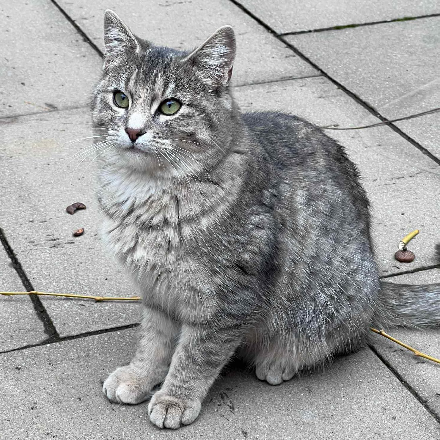 Blossom - A Gentle & Sweet Little Flower!, a ADOPTABLE Domestic Short Hair in Hamilton, ON image 1/2