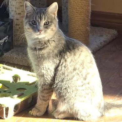 Blossom - A Gentle & Sweet Little Flower!, a ADOPTABLE Domestic Short Hair in Hamilton, ON image 2/2