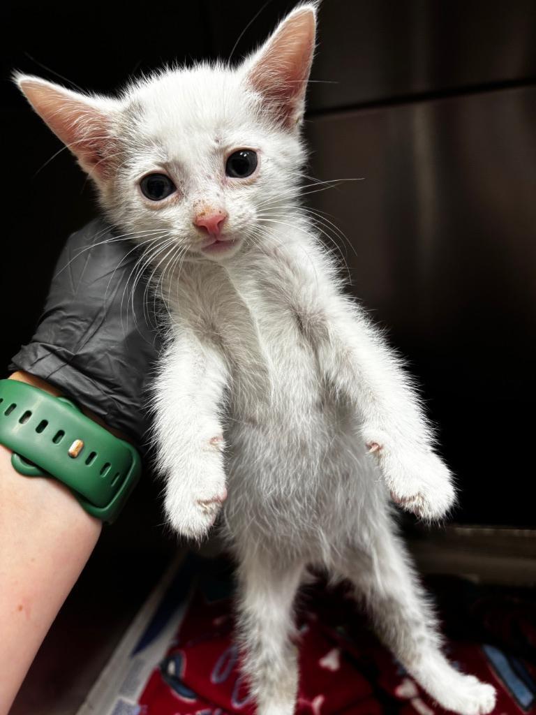 2025-09-177   Ghost, Adopted, Kitten Male Domestic Short Hair.