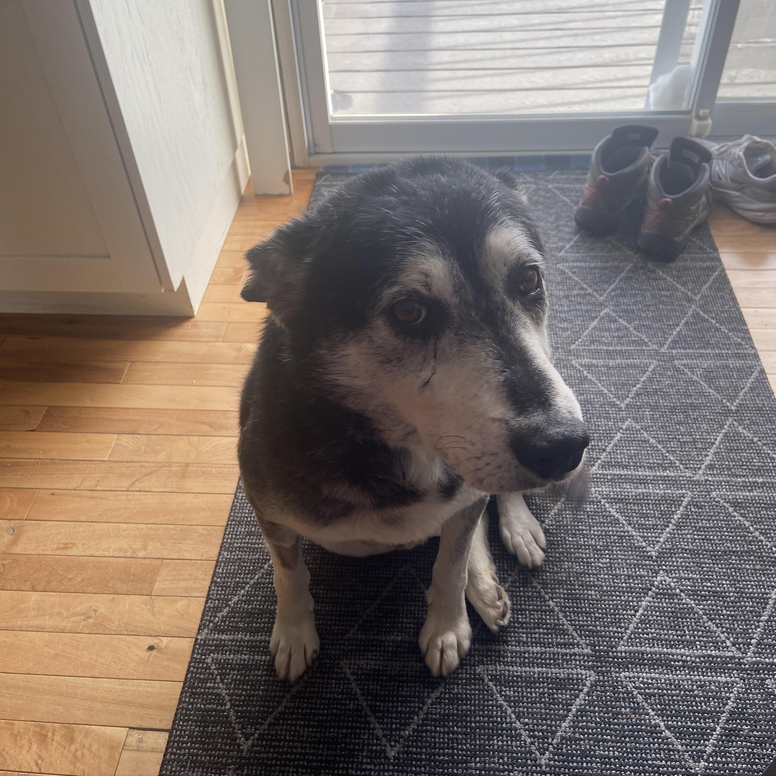 Anthony, ADOPTABLE, Senior Male Siberian Husky.