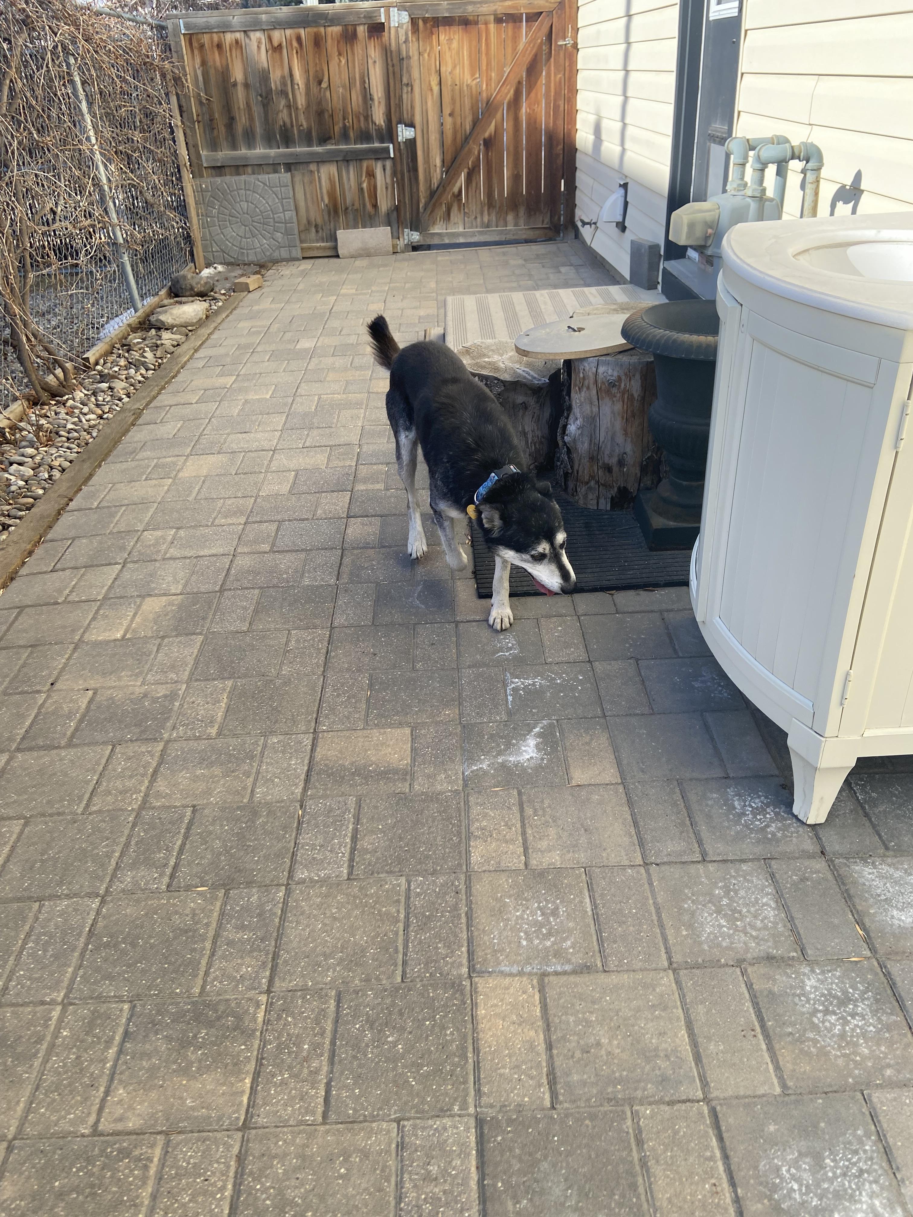 Enlarge Anthony, a ADOPTABLE mixed breed in Calgary, AB image 3/3