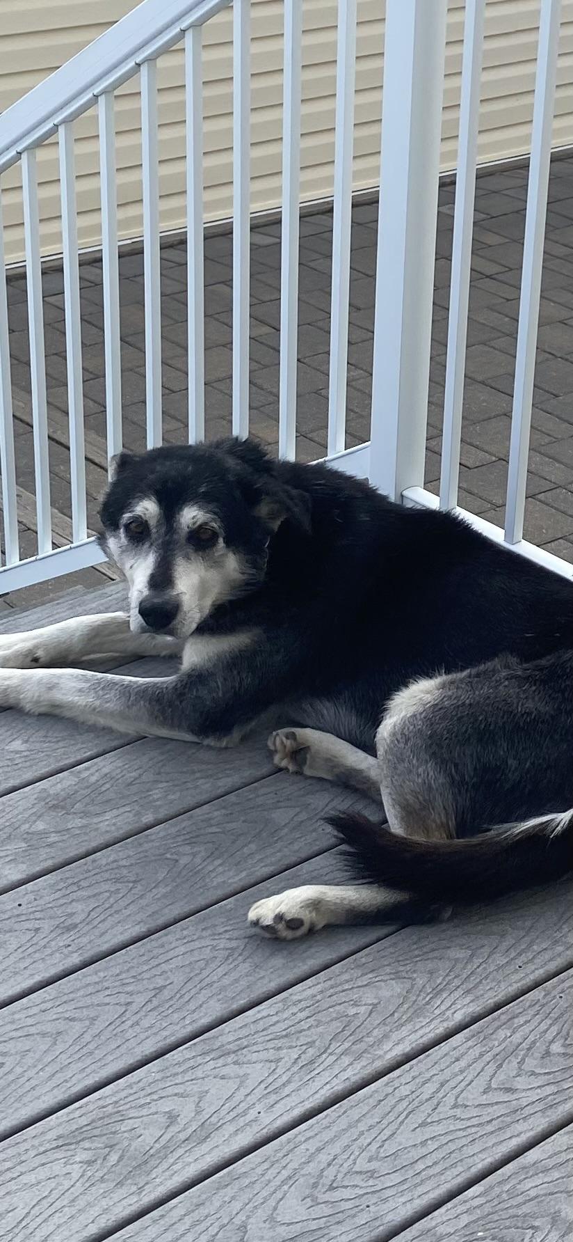 Enlarge Anthony, a ADOPTABLE mixed breed in Calgary, AB image 2/3