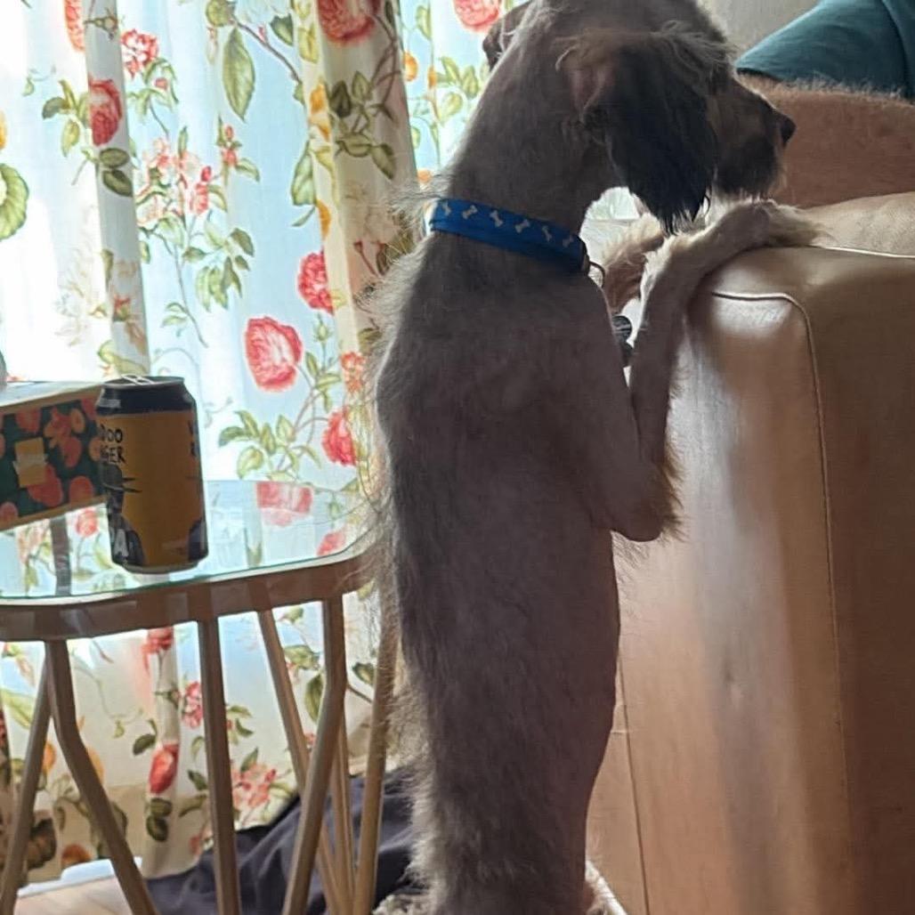 Hank, Adoptable, Adult Male Schnauzer & Yorkshire Terrier.