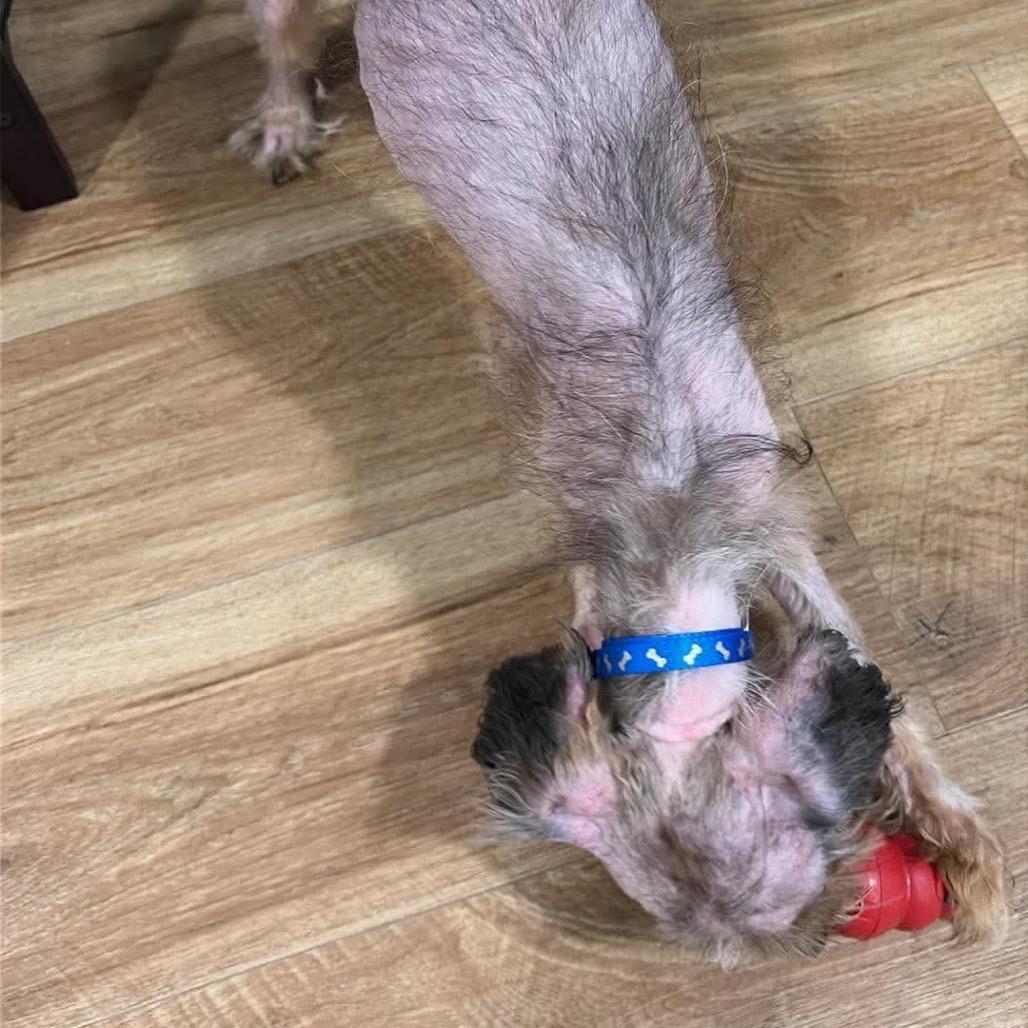 Hank, a Adoptable mixed breed in Gulfport, MS image 2/6