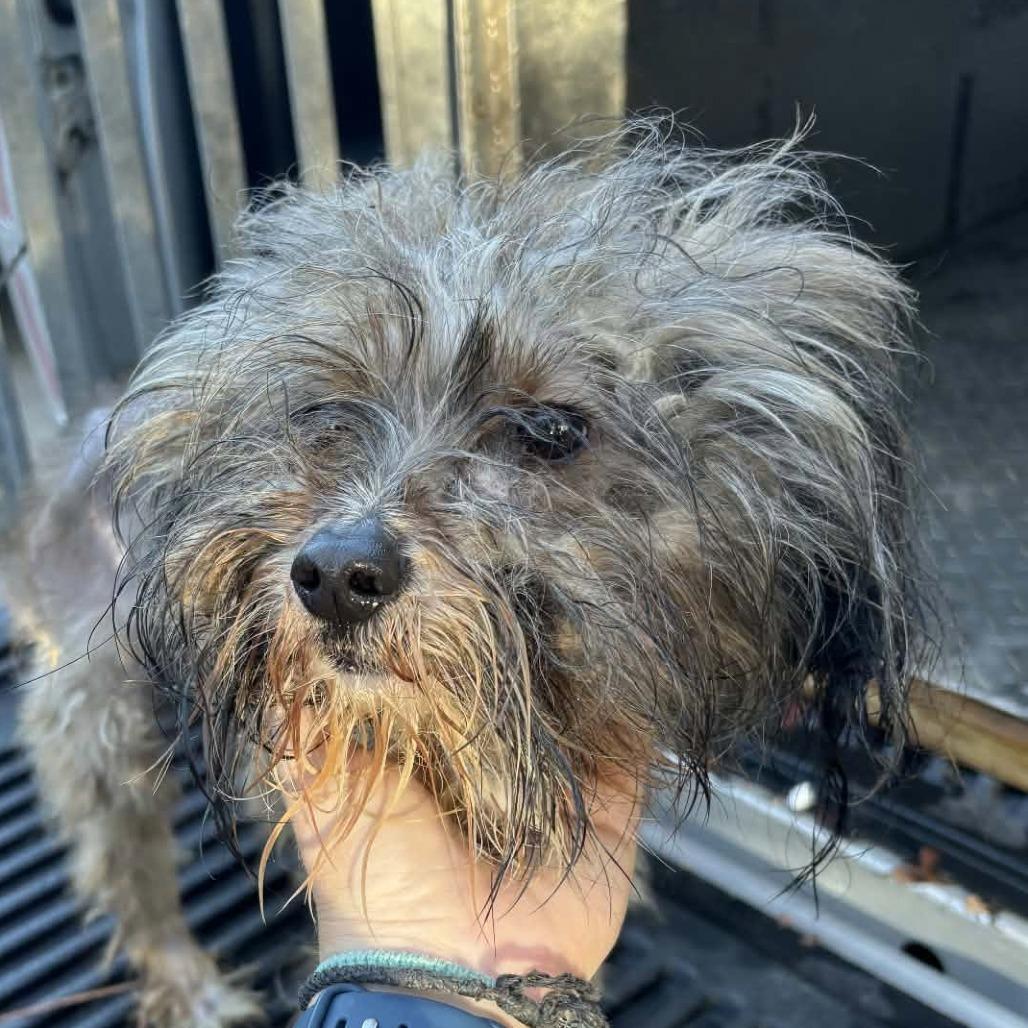 Hank, a Adoptable mixed breed in Gulfport, MS image 3/6