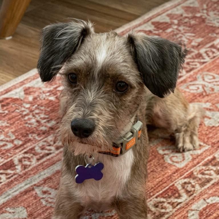 Hank, a Adoptable mixed breed in Gulfport, MS image 4/6