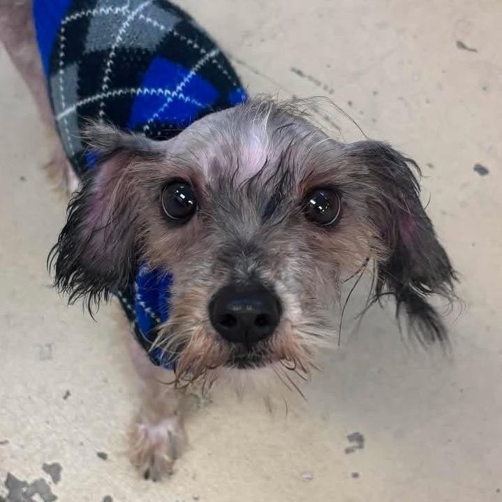 Hank, a Adoptable mixed breed in Gulfport, MS image 6/6