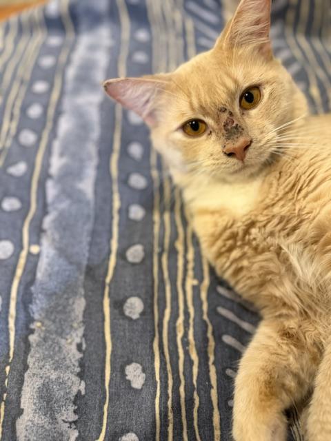 Lorenzo, a ADOPTABLE Domestic Short Hair in Fairfax, VA image 2/5