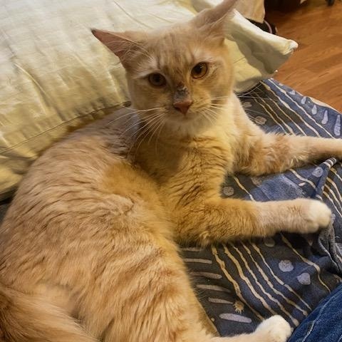 Lorenzo, a ADOPTABLE Domestic Short Hair in Fairfax, VA image 4/5