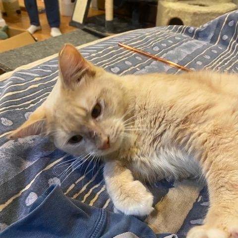 Lorenzo, a ADOPTABLE Domestic Short Hair in Fairfax, VA image 1/5