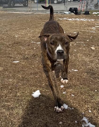 Enlarge Winter @ Foster Home, a Adoptable mixed breed in Conway, SC image 1/3