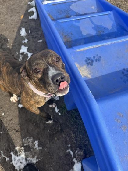 Enlarge Winter @ Foster Home, a Adoptable mixed breed in Conway, SC image 3/3