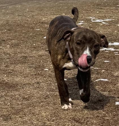 Enlarge Winter @ Foster Home, a Adoptable mixed breed in Conway, SC image 3/3