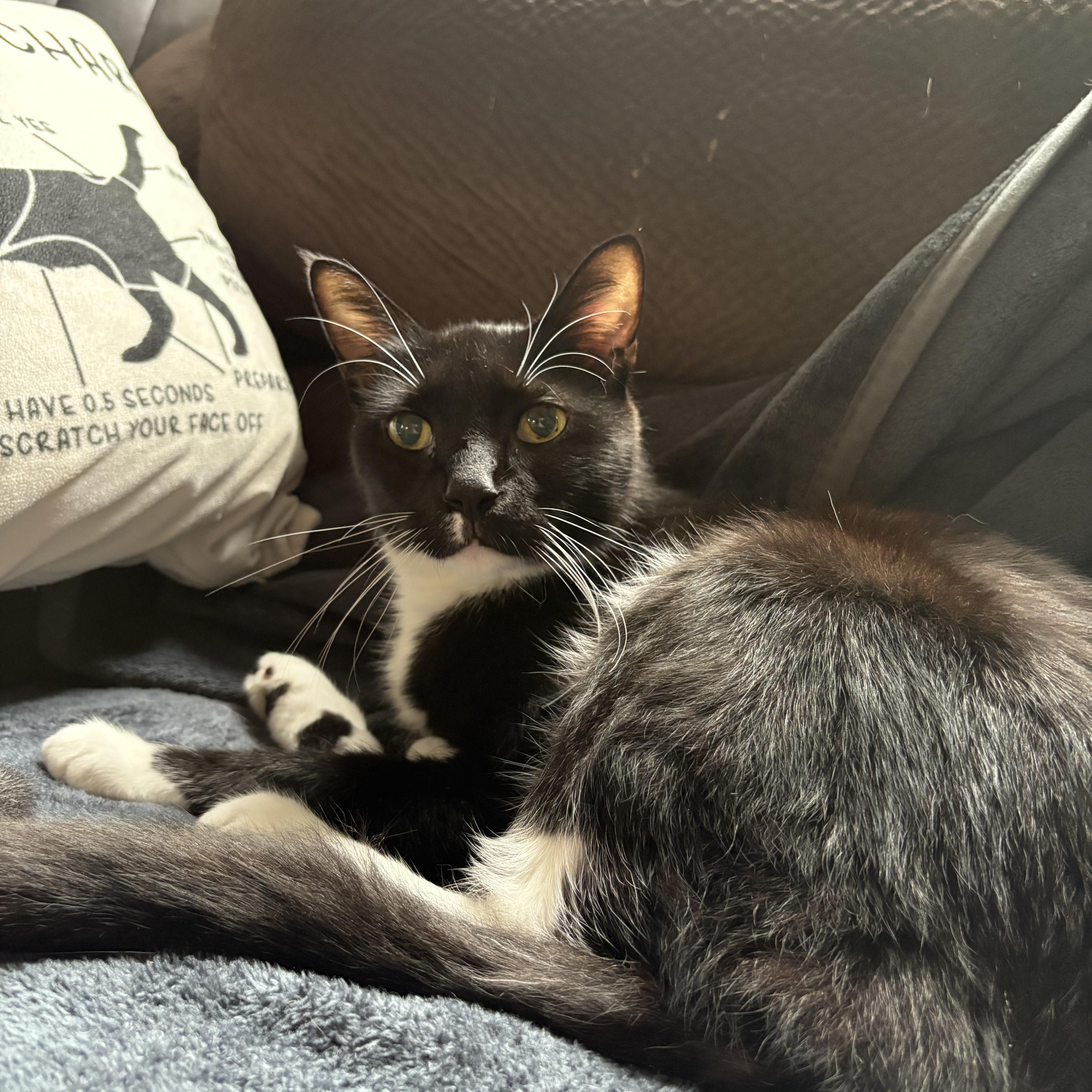 Dominic, Adoptable, Senior Male Domestic Short Hair.