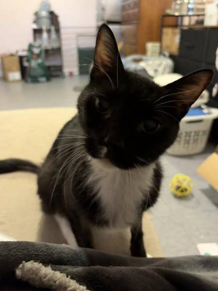 Enlarge Dominic, a Adoptable Domestic Short Hair in Chesapeake Beach, MD image 6/6