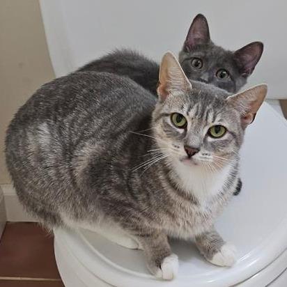 Milton, Adoptable, Kitten Male Domestic Short Hair.