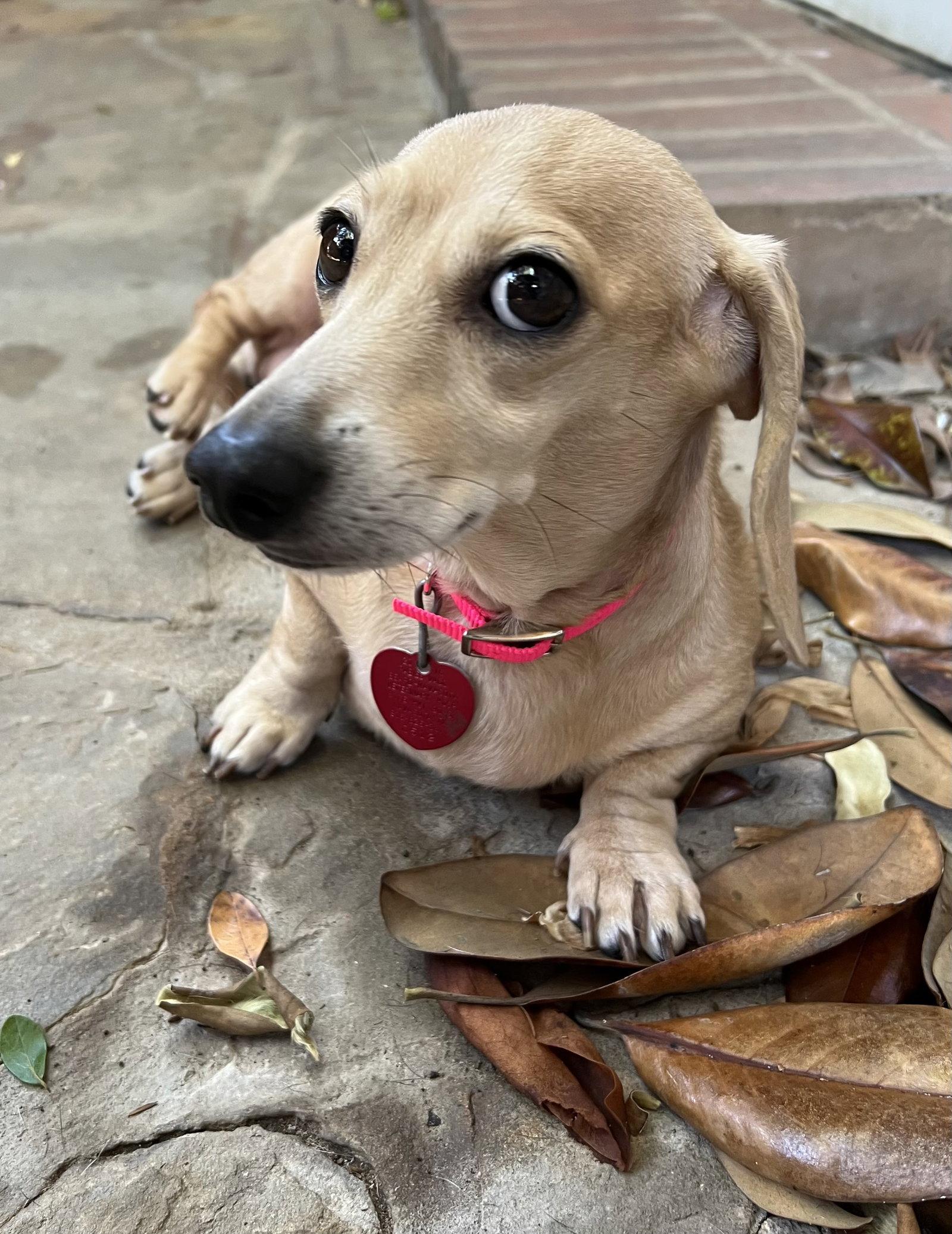 Sandy, Adopted, Adult Female Dachshund.