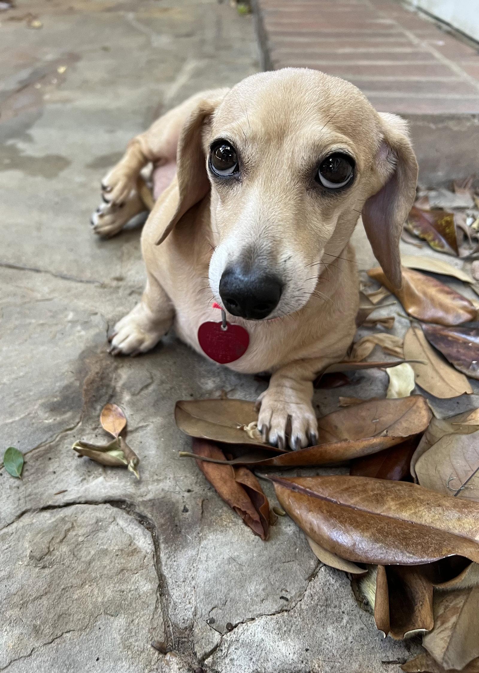Sandy, a Adopted Dachshund in Pearland, TX image 2/3