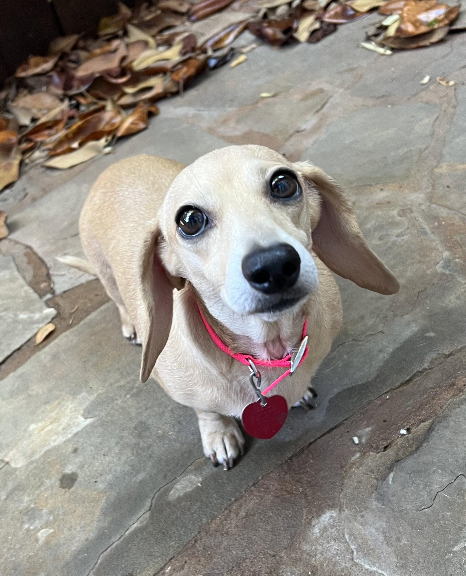 Sandy, a Adopted Dachshund in Pearland, TX image 3/3