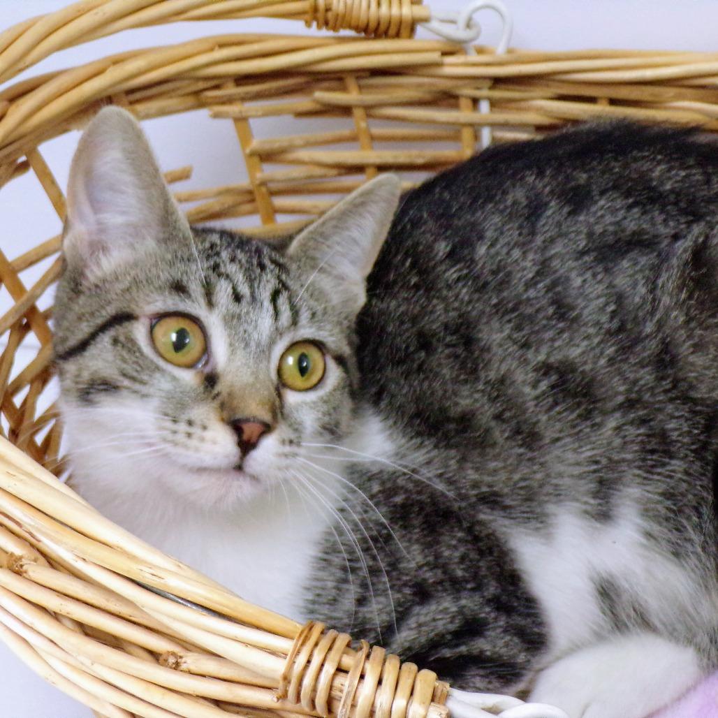 Enlarge Nikki M, a Adoptable Domestic Short Hair in Peoria, IL image 1/6