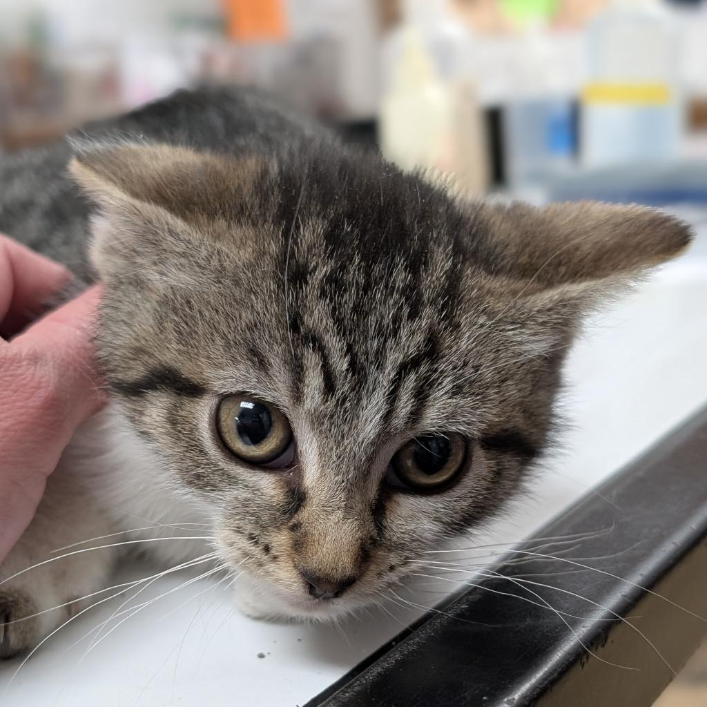 Enlarge Nikki M, a Adoptable Domestic Short Hair in Peoria, IL image 1/6