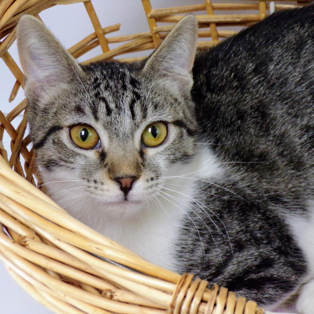 Enlarge Nikki M, a Adoptable Domestic Short Hair in Peoria, IL image 4/6