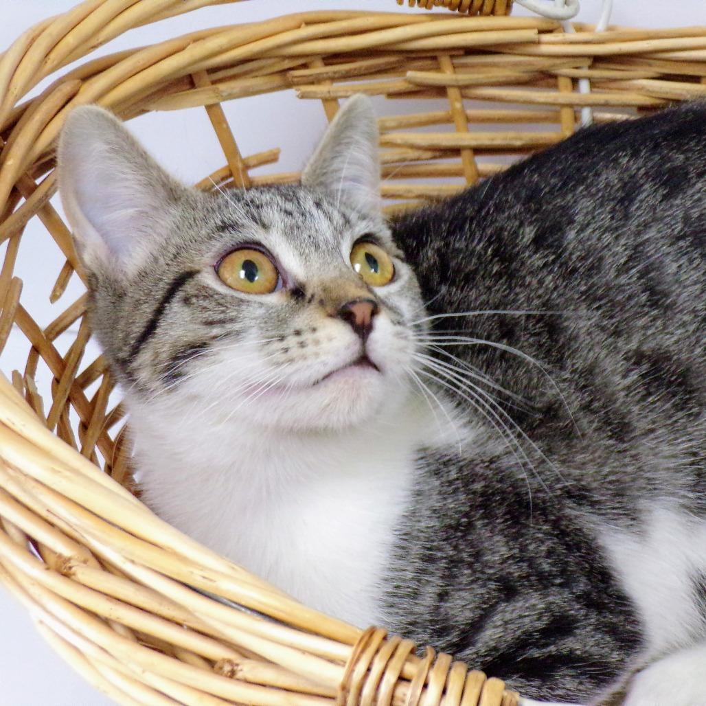 Enlarge Nikki M, a Adoptable Domestic Short Hair in Peoria, IL image 5/6