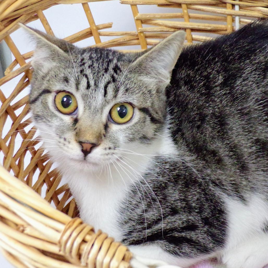 Enlarge Nikki M, a Adoptable Domestic Short Hair in Peoria, IL image 6/6