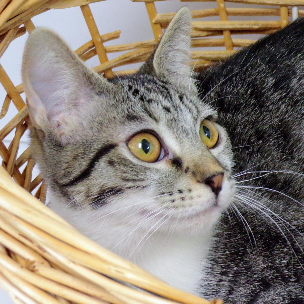 Enlarge Nikki M, a Adoptable Domestic Short Hair in Peoria, IL image 6/6