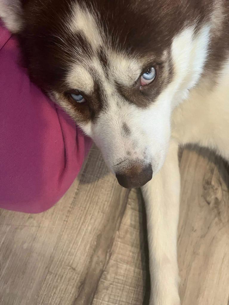 Enlarge Haitchi $400, a Adoptable Husky in Milwaukee, WI image 1/6